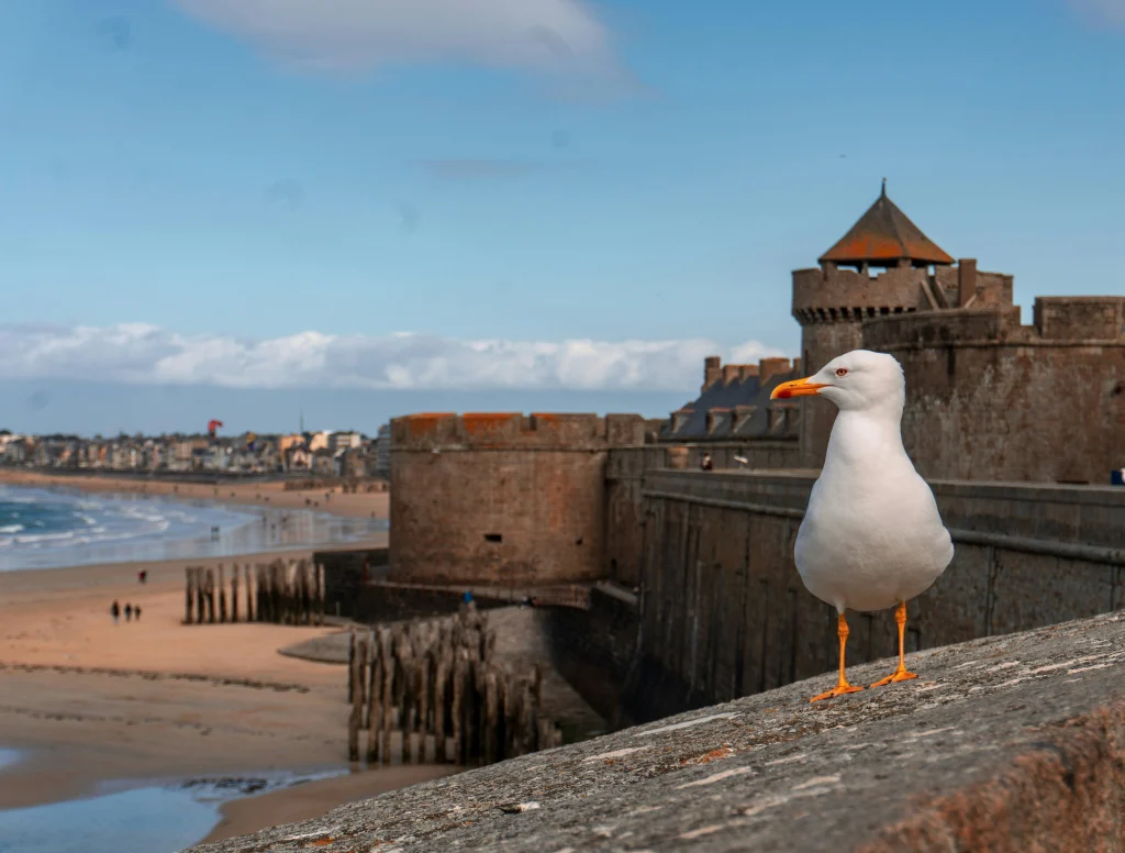 Mouette posée sur les remparts de Saint-Malo avec vue sur la plage et la mer